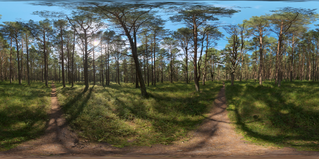 European pine forest  - HDRIs - Nature