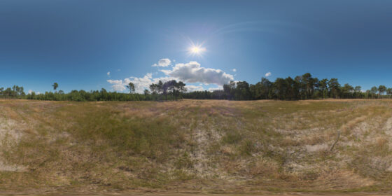 forest clearing baltic hdri