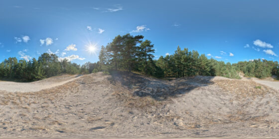 sunny dune pine forest