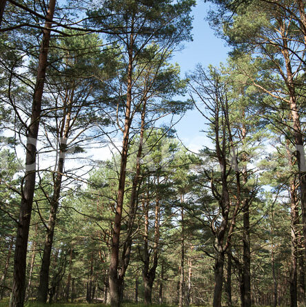 European pine forest - 360° HDRi Map and 14 backplates - HDRMAPS™