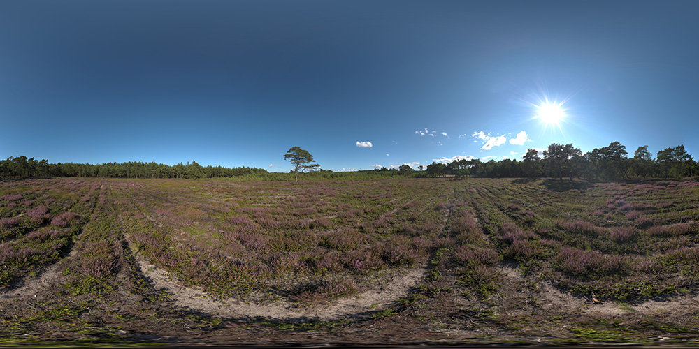 Heather field at Baltic Coast  - HDRIs - Nature