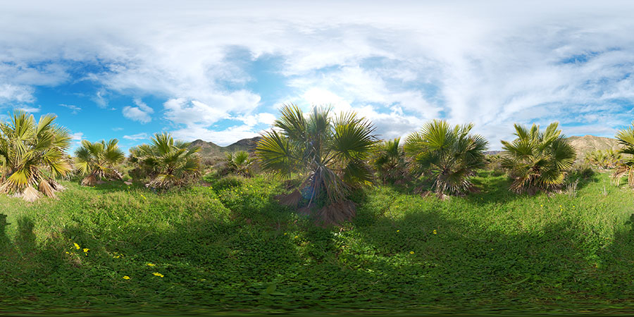 Palm tree oasis  - HDRIs - Nature