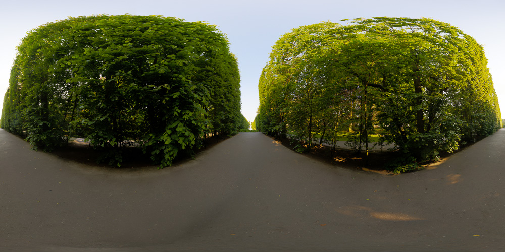 Rows of trees in Park  - Free HDRI Maps - Freebies