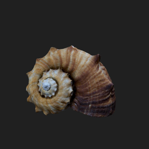 download photogrammetry Murex seashell