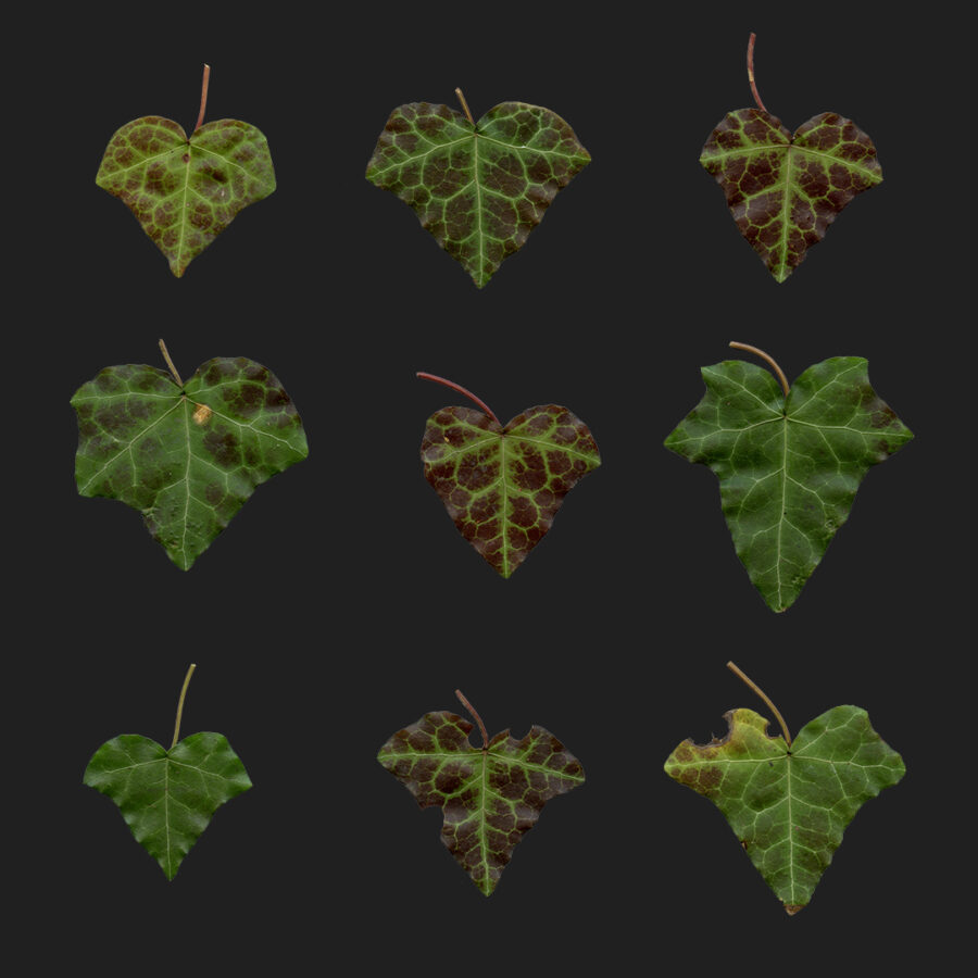 ive leaves atlas