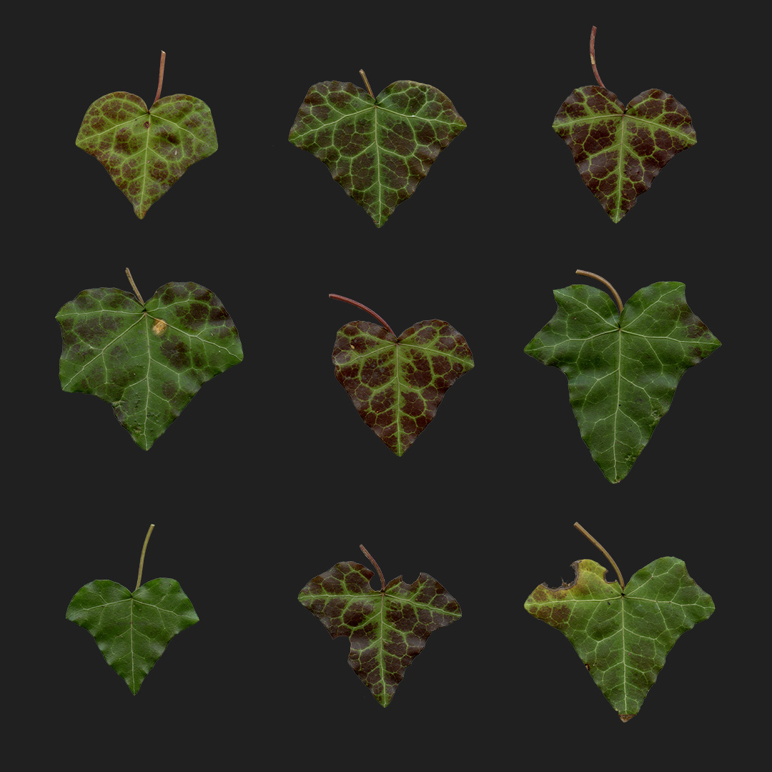Leaf ivy 10 Types