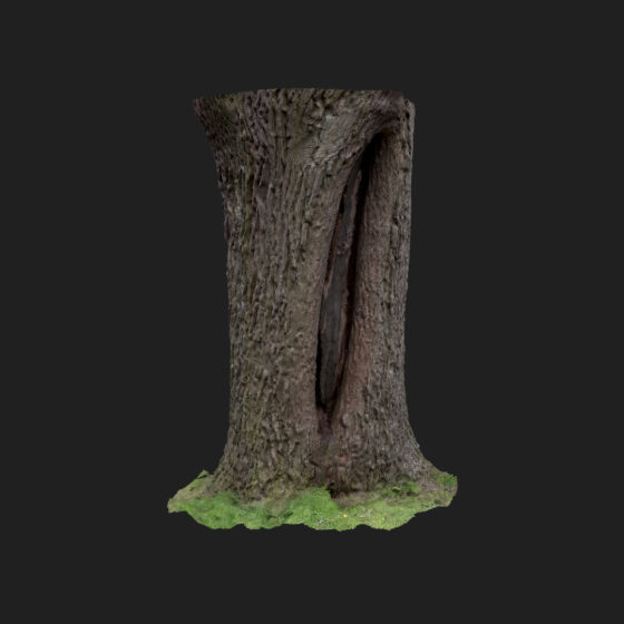 oak tree trunk scan