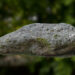 free 3d mossy scan rock