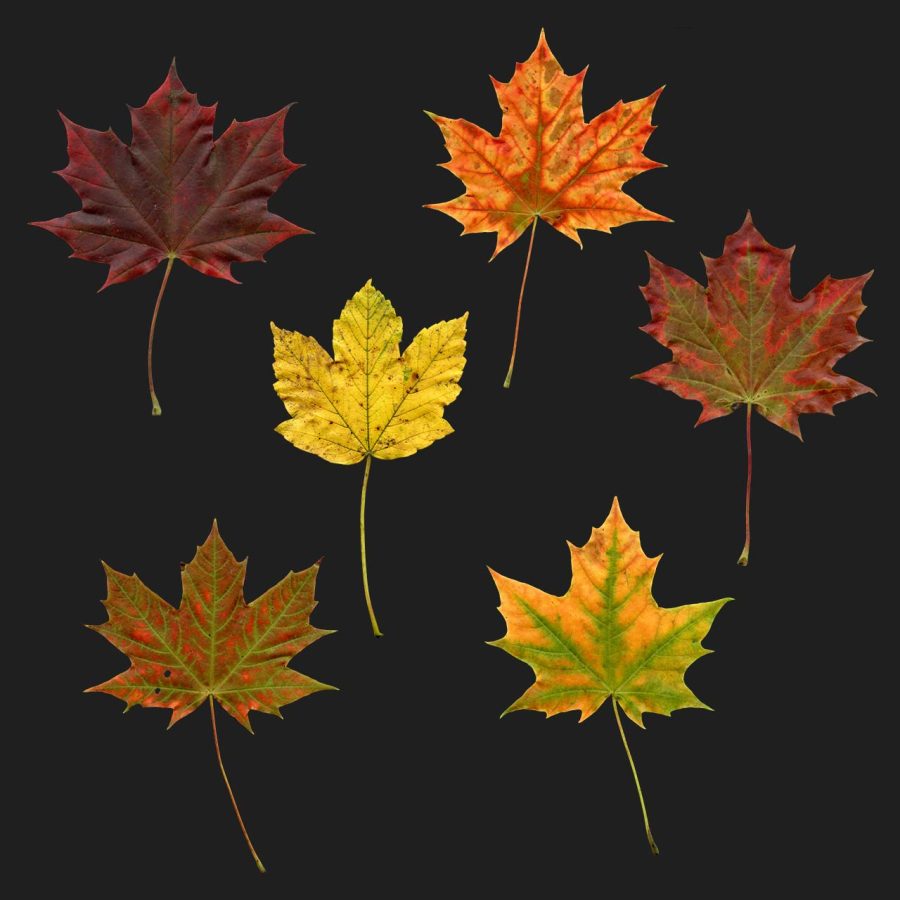 Maple Autum Leaves Textures pack