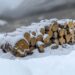 Free 3ds scan photogrammetry pile of log wood in the snow