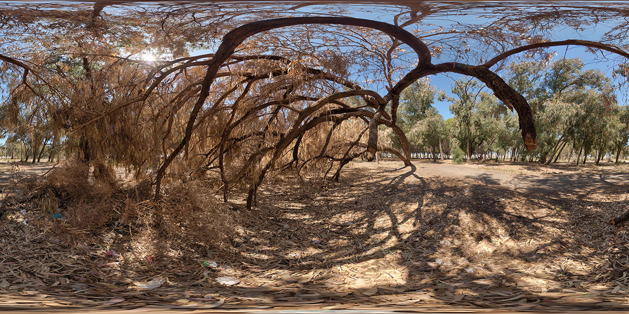 Sunlit Eucalyptus Grove  - HDRIs - Nature