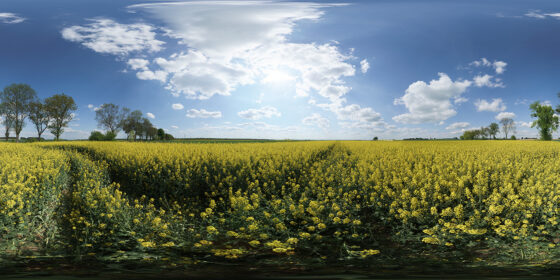 blooming rapeseed field - sunny weather