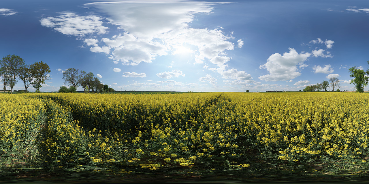 Blooming Rapeseed  - HDRIs - Nature - Skies